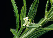 Small white flowers of cleavers