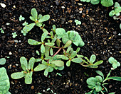 Purslane and other weeds