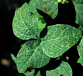 Downy Mildew on Soy