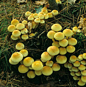 Sulfur tuft Mushrooms