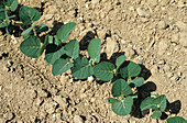 Young soybean plants