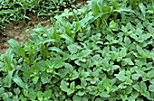 Amaranth or pigweed