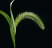 Giant foxtail Grass