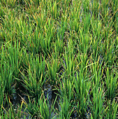 Rice plants infected by tungro virus