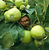 Brown rot on Apple