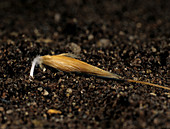 Wild oat seed germinating