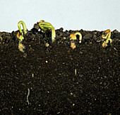 French bean seeds germinating