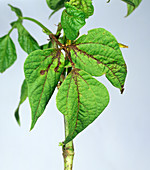 Leaf spot on green bean