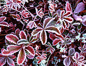 Frosted berry bushes