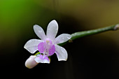Wild Phalaenopsis Orchid