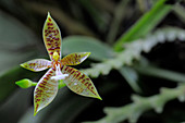 Wild Phalaenopsis Orchid