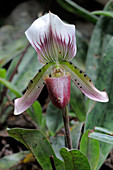 Paphiopedilum orchid