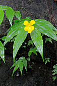 A Flowering Ginger