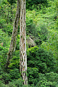 Strangler Fig