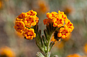 Douglas' Fiddleneck