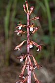 Spotted Coralroot