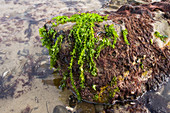 Corkscrew Sea Lettuce