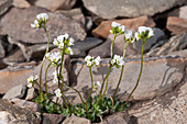 Draba fladnizensis