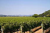 California Vineyard