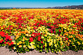 Nasturtium Seed Crop