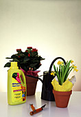 Household Plant Care