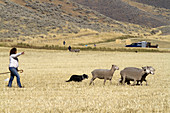 Sheep Herding,Idaho