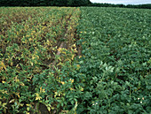 Potato Disease Resistance