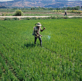 Filipino spraying Rice Crop
