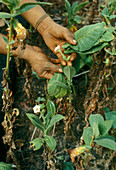 Tobacco Harvest in Venezuela