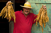 Tobacco Farmer with Dry Tobacco