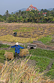 Rice Workers Collecting Rice,Vietnam