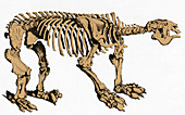 Megatherium,Extinct Ground Sloth
