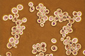 Saccharomyces yeast,light micrograph