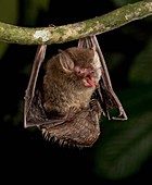 Hardwicke's woolly bat feeding