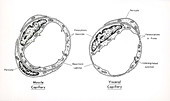 Structures of Capillaries