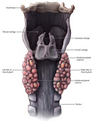 Thyroid and Parathyroid Anatomy