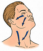 Direction of Lymph Flow