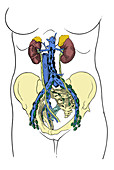 Lower Lymph System
