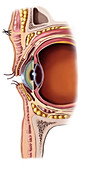 Structure of the Eye