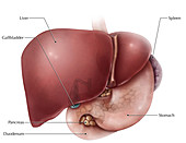 Abdominal Anatomy