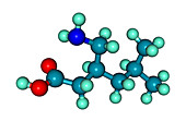 Lyrica (Pregabalin) molecular model