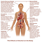 Effects of Alcohol Use