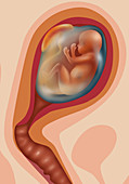 Fetal Growth - Month 4