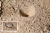 Antlion and its Pit