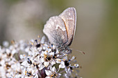 California Ringlet