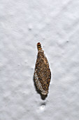 Casebearer Moth Larva