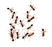Group of Fire Ants