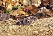 Masked Shrew