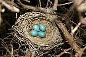 Robin's Nest With Eggs