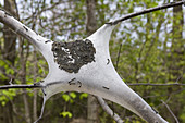 Tent caterpillars